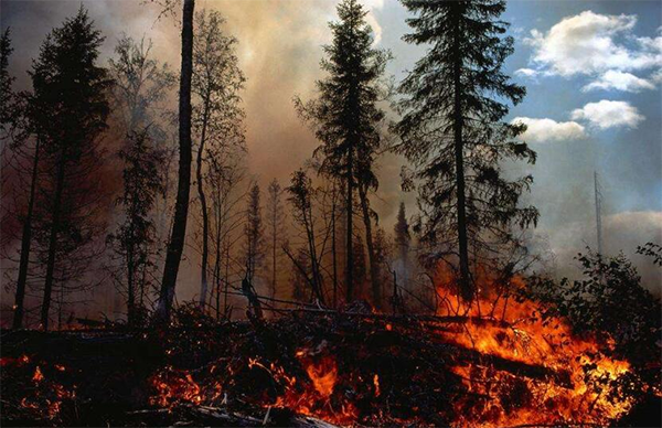 四川雅江森林火灾