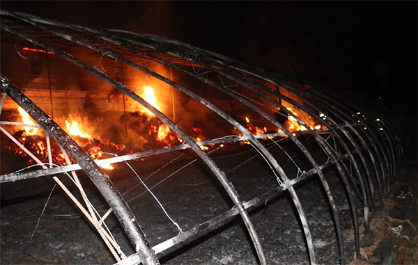 孔明灯惹火河南一农户4万株菜苗被焚毁